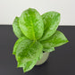 Aglaonema Lemon Mint