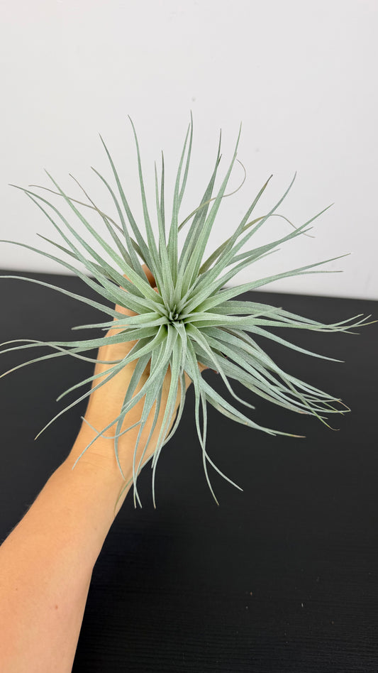 Tillandsia Air plant 17