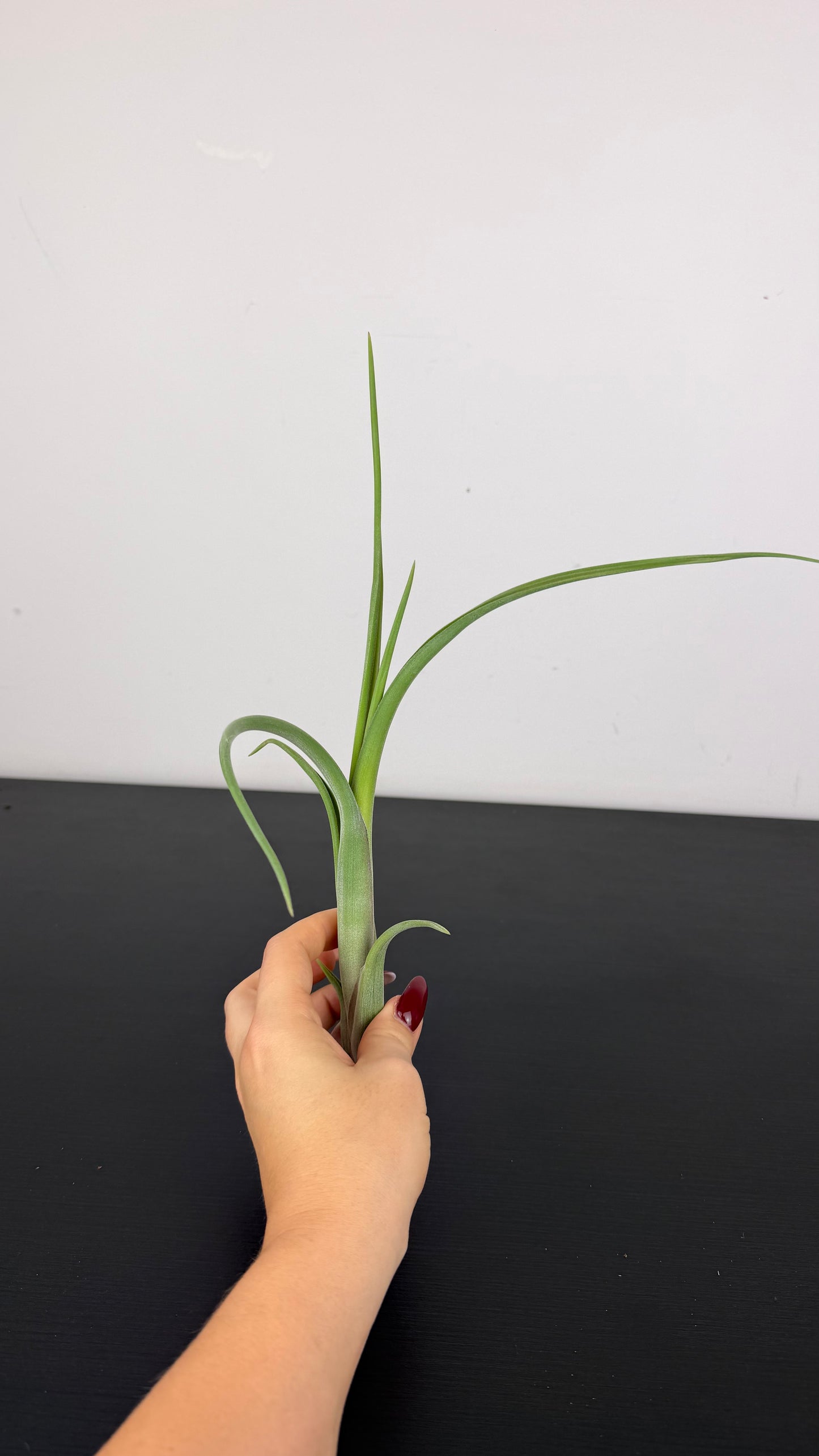 Tillandsia Air plant 19