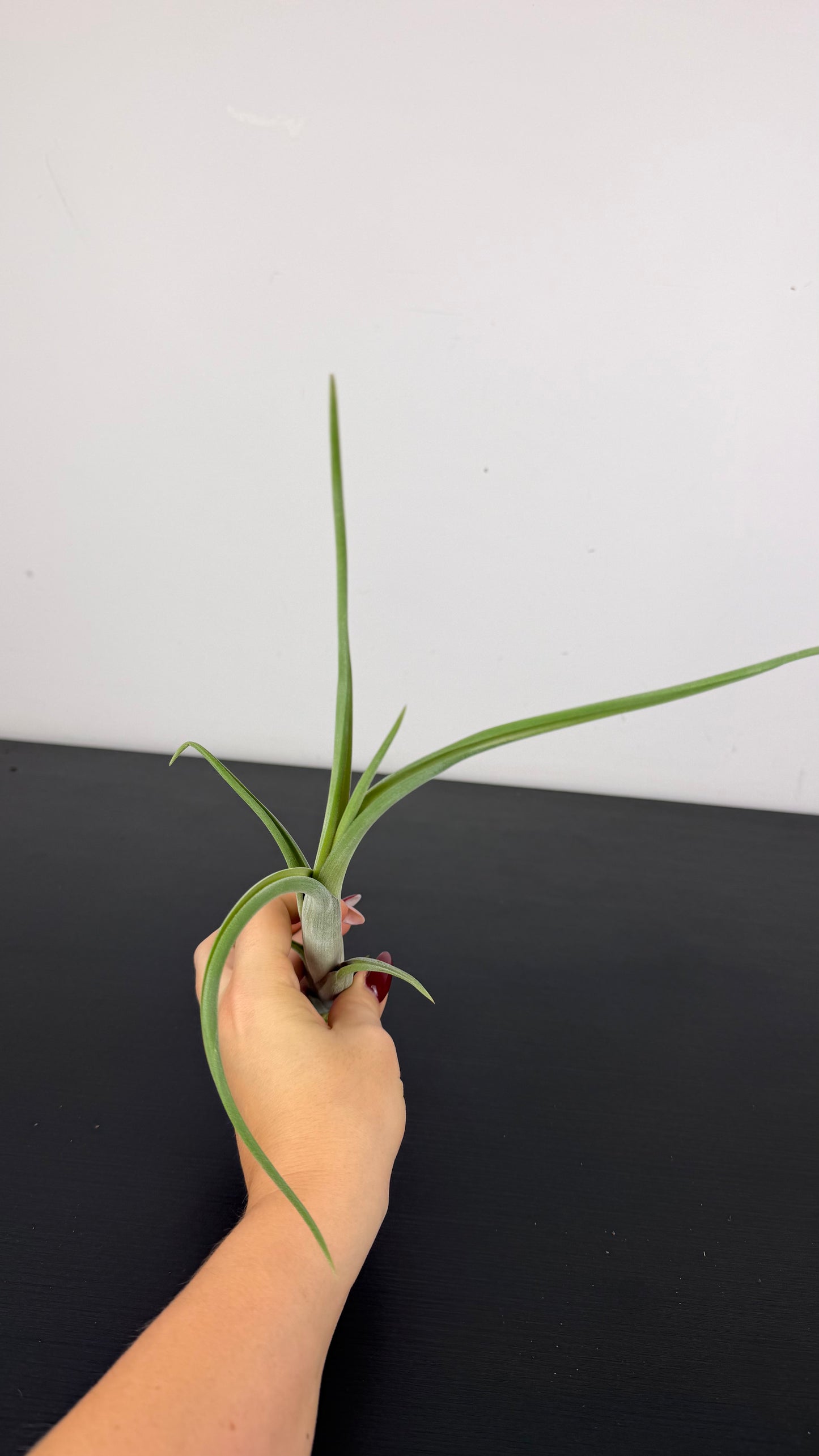 Tillandsia Air plant 19