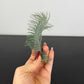 Tillandsia Air plant 20