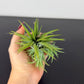 Tillandsia Air plant 21