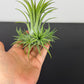 Tillandsia Air plant 21