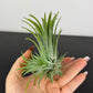 Tillandsia Air plant 21