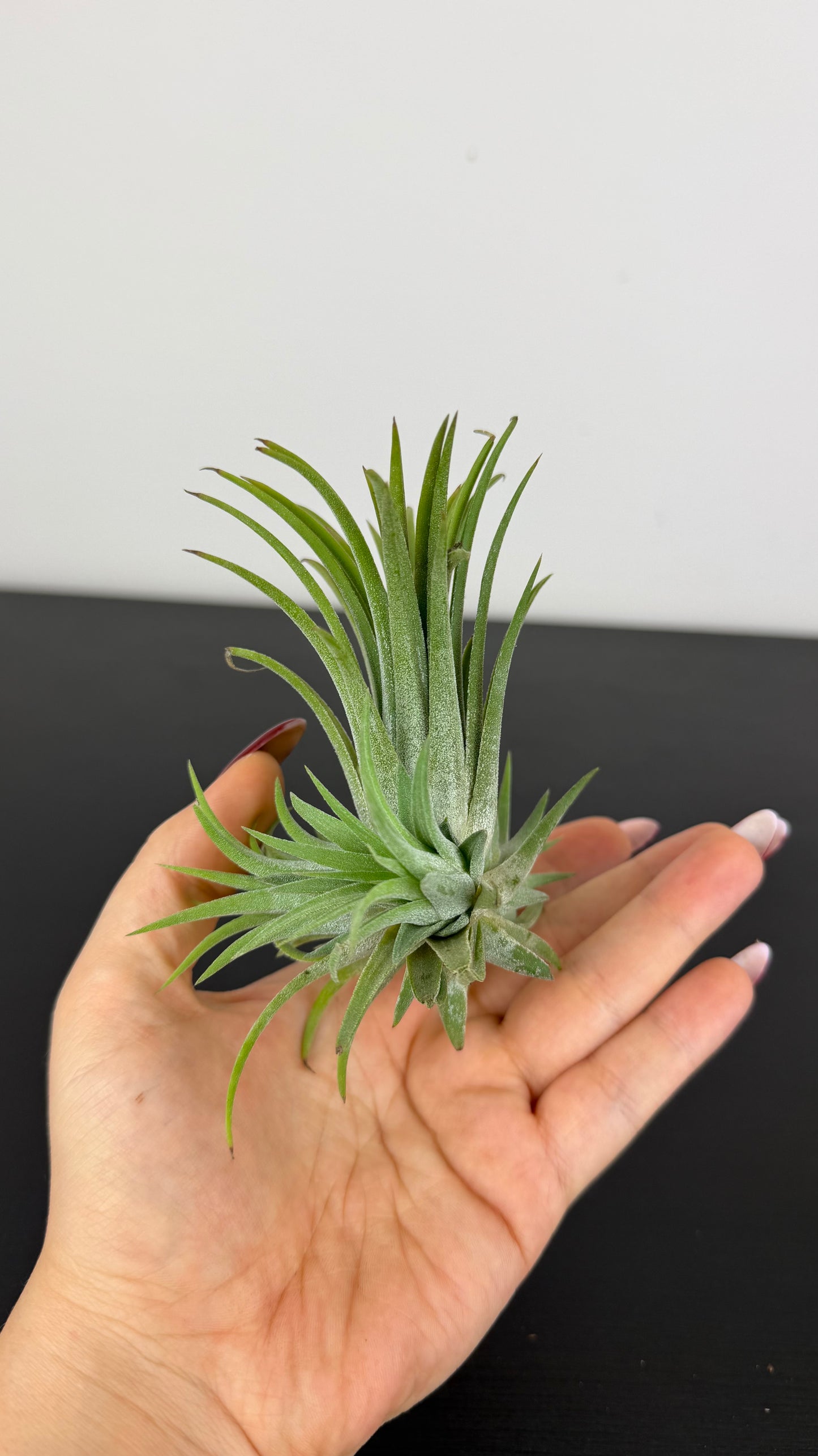 Tillandsia Air plant 21