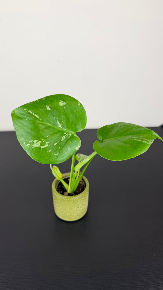 Monstera deliciosa Bulbasaur