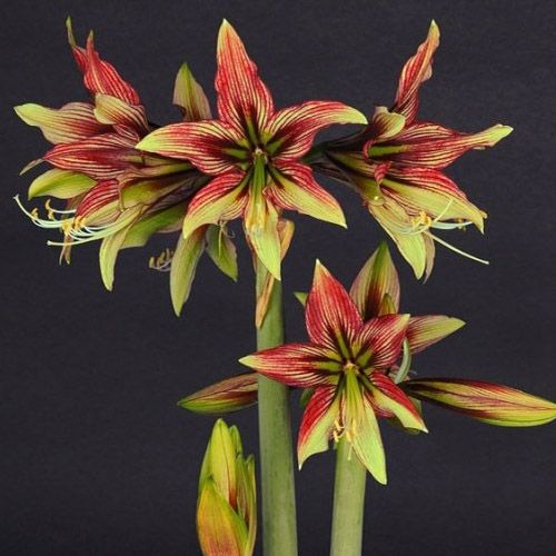 Hippeastrum Mystica