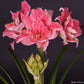 Hippeastrum Sweet Nymph