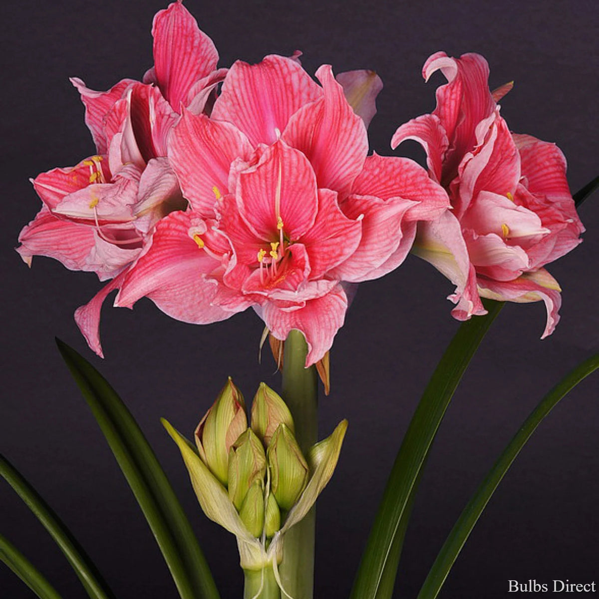 Hippeastrum Sweet Nymph