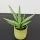 Sansevieria Silver Crown
