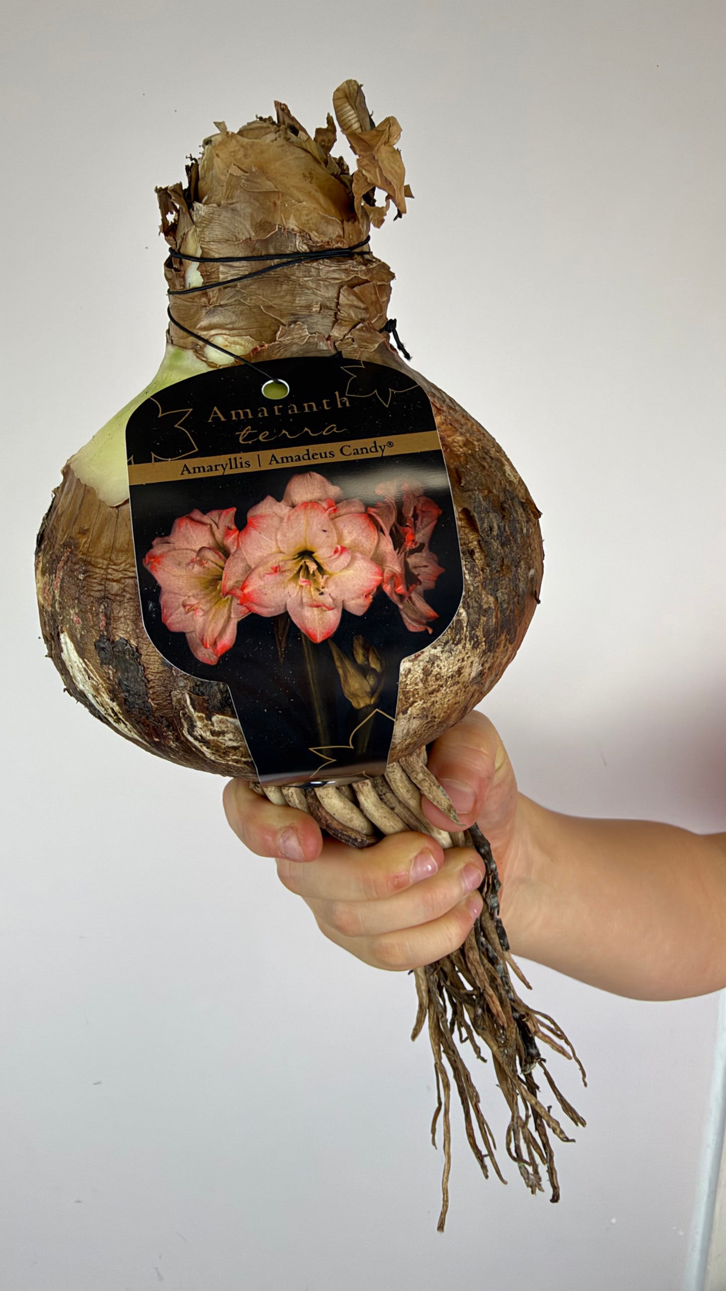 Hippeastrum Amadeus Candy