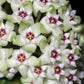 Hoya Parasitica - www.augi-plants.lv