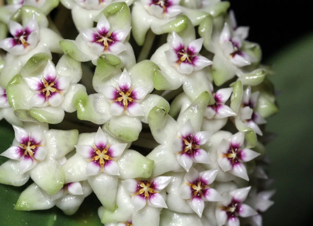 Hoya Parasitica - www.augi-plants.lv