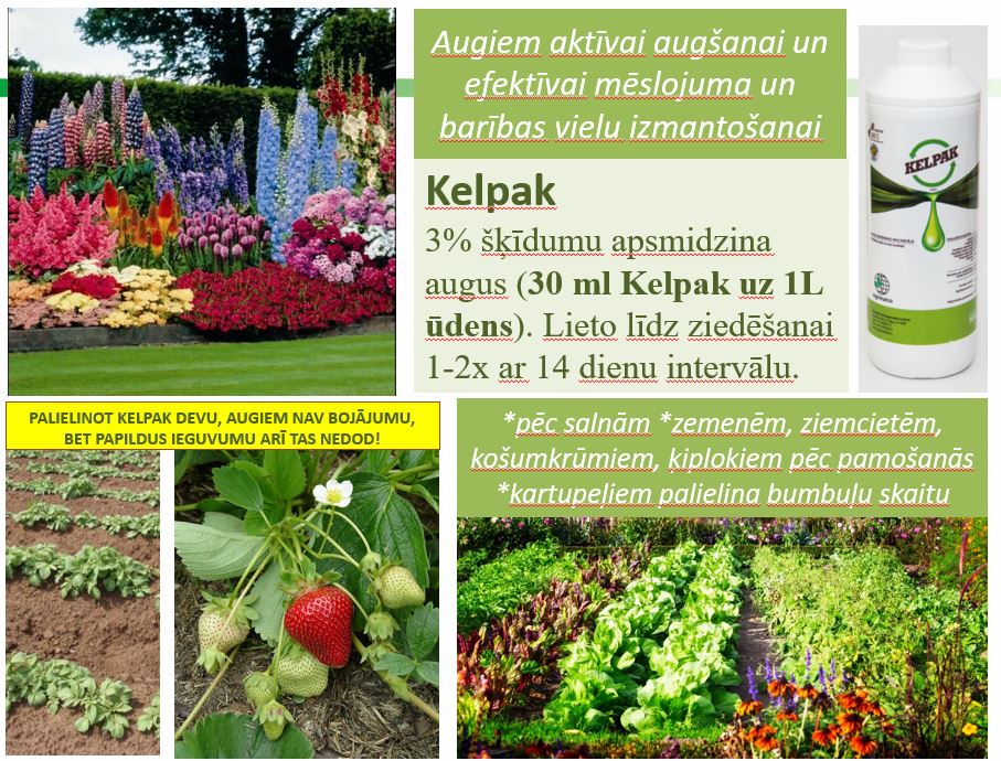 Fertilizer promotes growth and rooting Kelpak 125ml