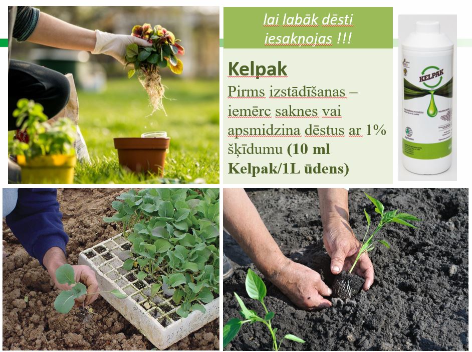 Fertilizer promotes growth and rooting Kelpak 125ml