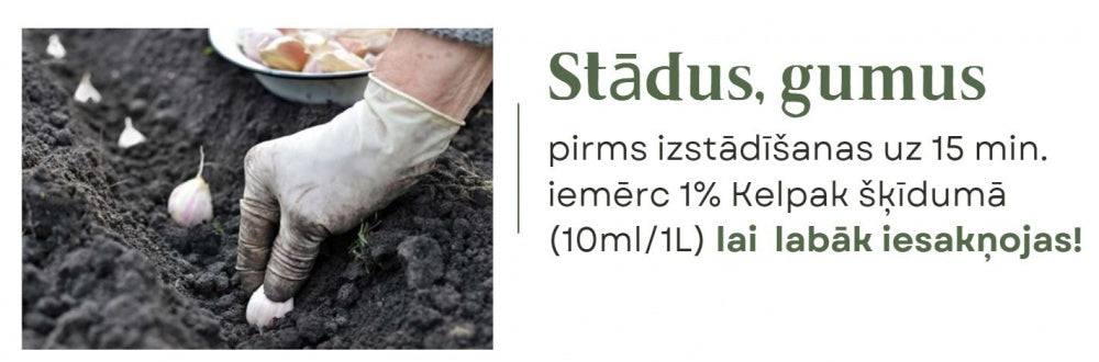 Fertilizer promotes growth and rooting Kelpak 125ml
