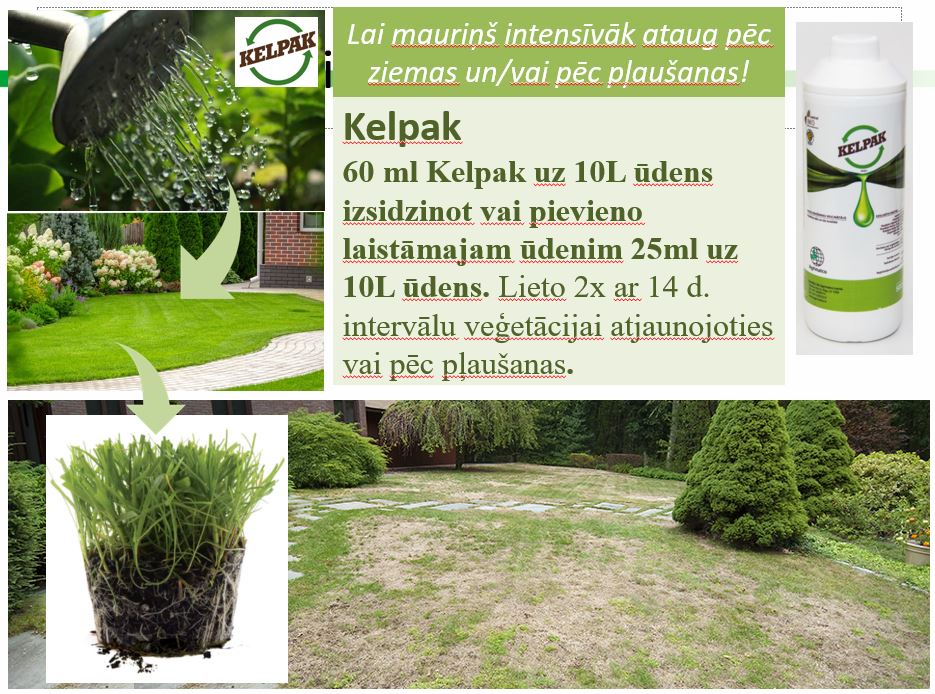Fertilizer promotes growth and rooting Kelpak 125ml