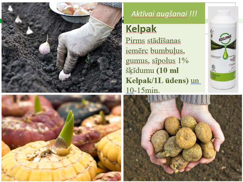 Fertilizer promotes growth and rooting Kelpak 125ml