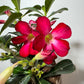 Adenium obesum Anouk - www.augi-plants.lv