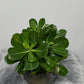 Adenium obesum Pink Star - www.augi-plants.lv