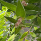 Aeschynanthus Caroline - www.augi-plants.lv