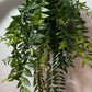 Aeschynanthus Caroline - www.augi-plants.lv