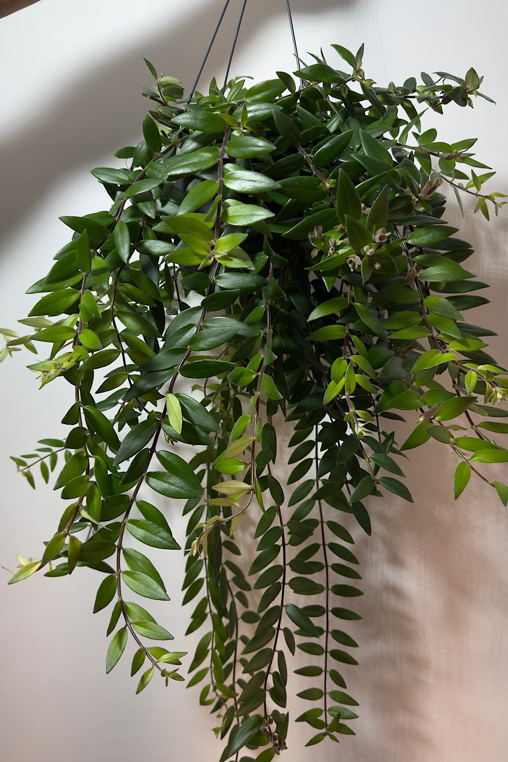 Aeschynanthus Caroline - www.augi-plants.lv