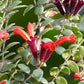 Aeschynanthus Caroline - www.augi-plants.lv