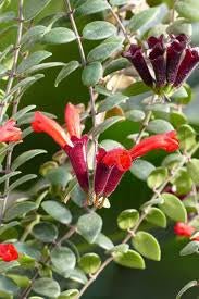 Aeschynanthus Caroline - www.augi-plants.lv