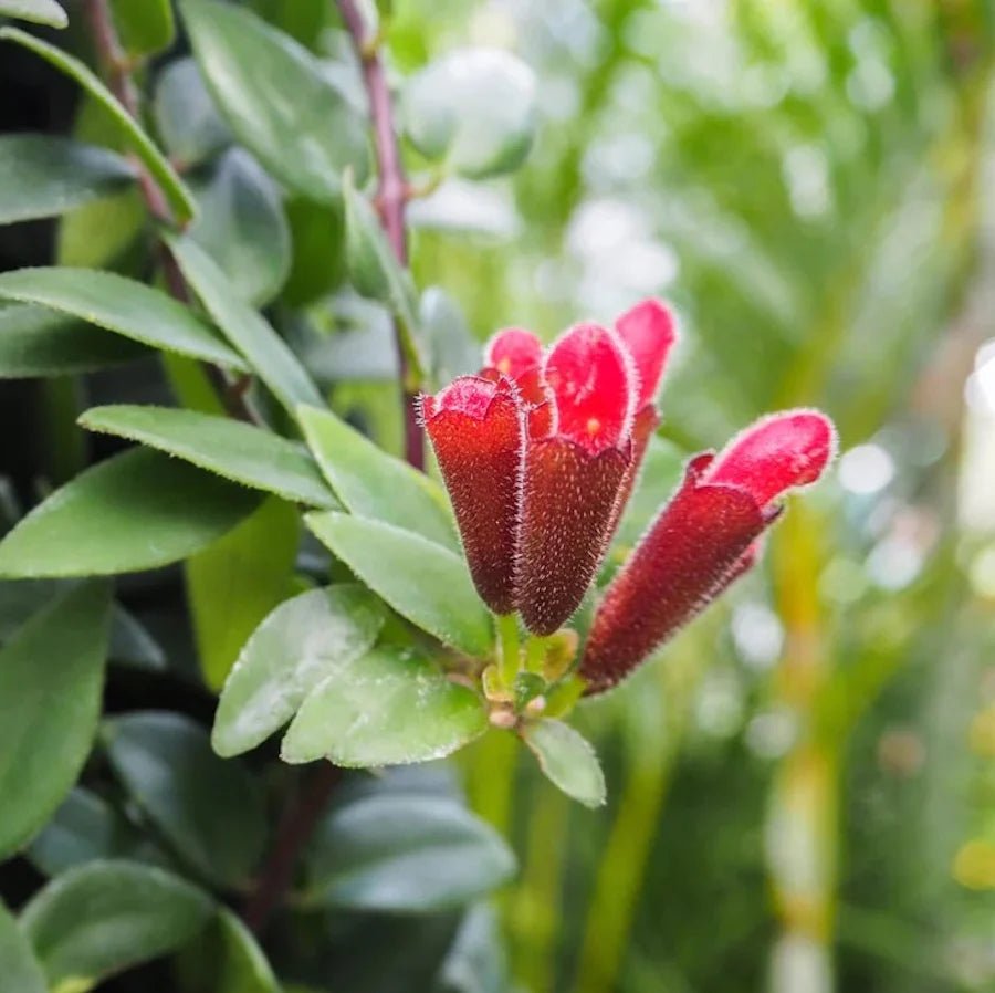 Aeschynanthus Monarda Lisa/ Lipstick plant - www.augi-plants.lv