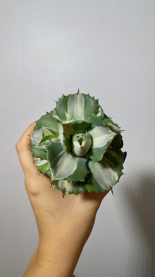 Agave Potatorum Ouhi-raijin Variegata - www.augi-plants.lv