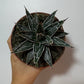 Agave Victoriae reginae - www.augi-plants.lv