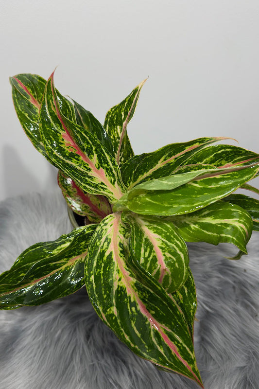 Aglaonema 9 - www.augi-plants.lv