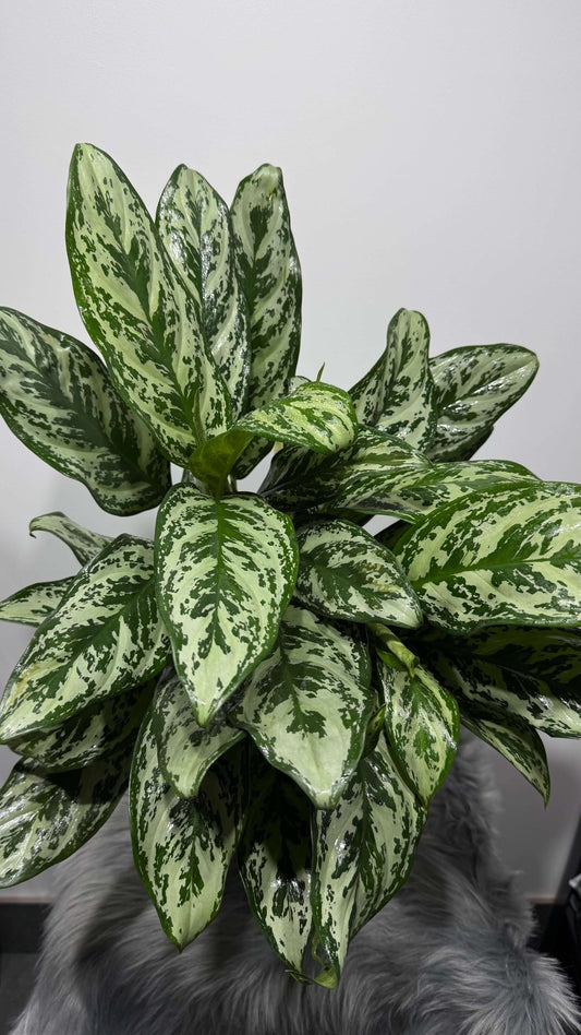 Aglaonema Laurel Green - www.augi-plants.lv