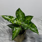 Aglaonema Pictum Tricolor - www.augi-plants.lv