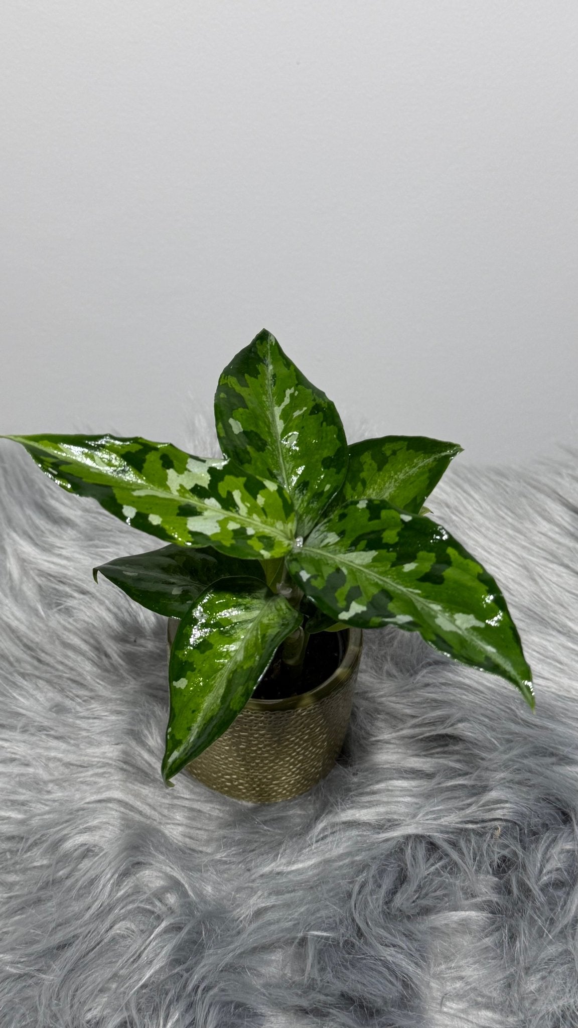 Aglaonema Pictum Tricolor - www.augi-plants.lv