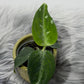 Aglaonema Pictum Tricolor - www.augi-plants.lv