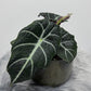Alocasia 'Black Velvet' - www.augi-plants.lv