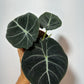 Alocasia 'Black Velvet' - www.augi-plants.lv