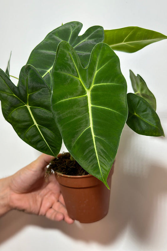 Alocasia Frydek - www.augi-plants.lv
