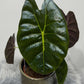 Alocasia Golden Bone - www.augi-plants.lv