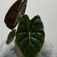 Alocasia Golden Bone - www.augi-plants.lv