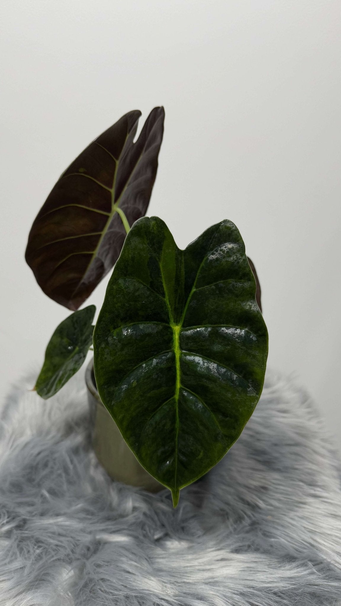 Alocasia Golden Bone - www.augi-plants.lv