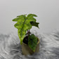 Alocasia Jacklyn - www.augi-plants.lv
