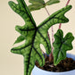 Alocasia Jacklyn - www.augi-plants.lv
