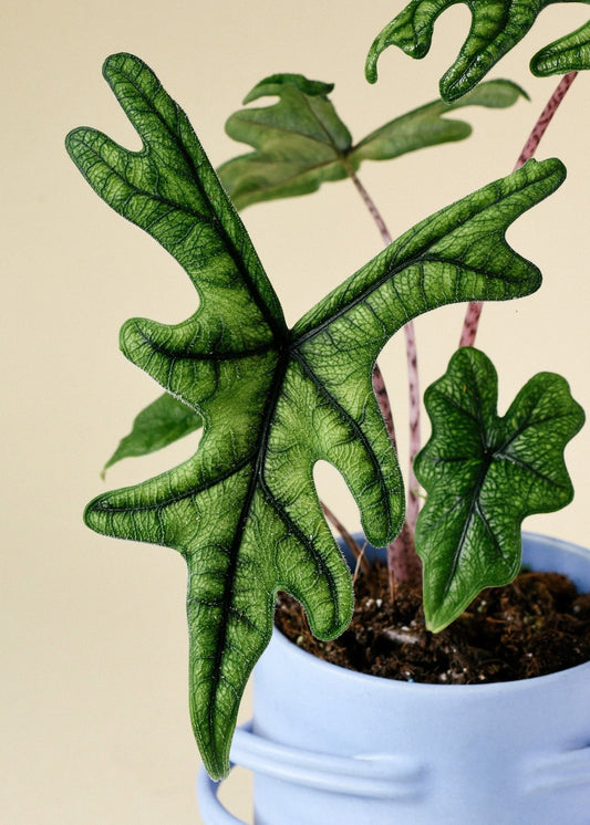 Alocasia Jacklyn - www.augi-plants.lv