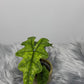 Alocasia Jacklyn - www.augi-plants.lv
