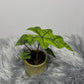 Alocasia Jacklyn - www.augi-plants.lv