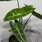 Alocasia Longiloba - www.augi-plants.lv