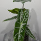 Alocasia Longiloba - www.augi-plants.lv